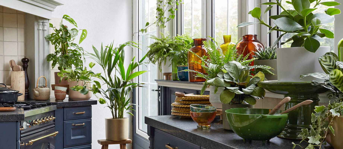 Plantensets die jouw kamer in één keer groen kleuren