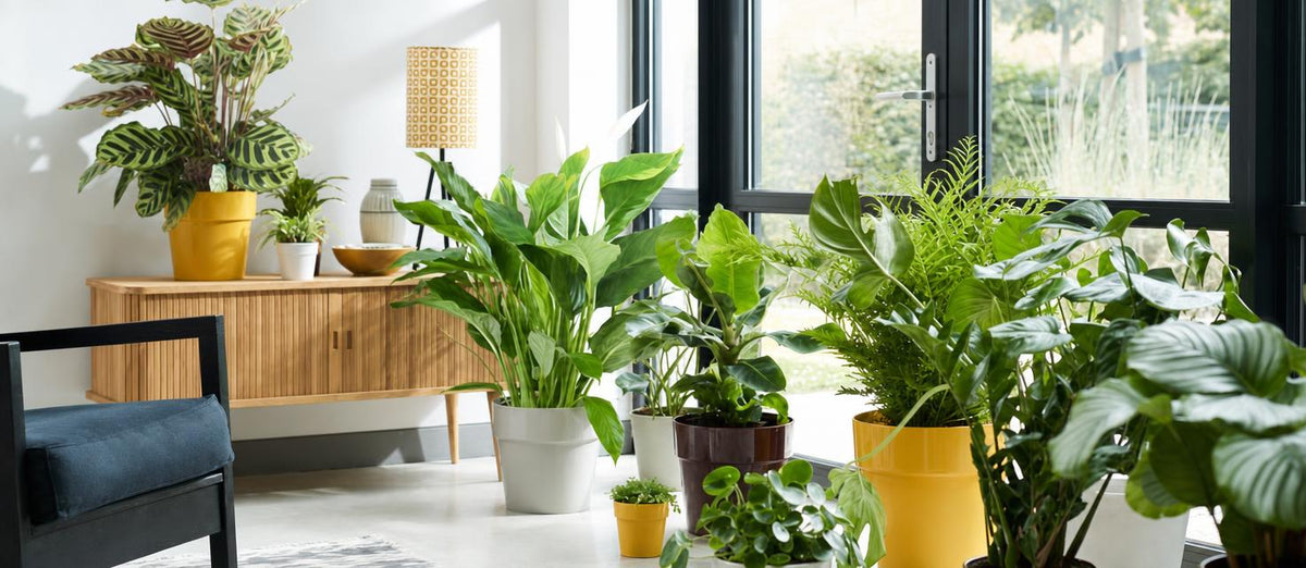 Top 10 luchtzuiverende planten