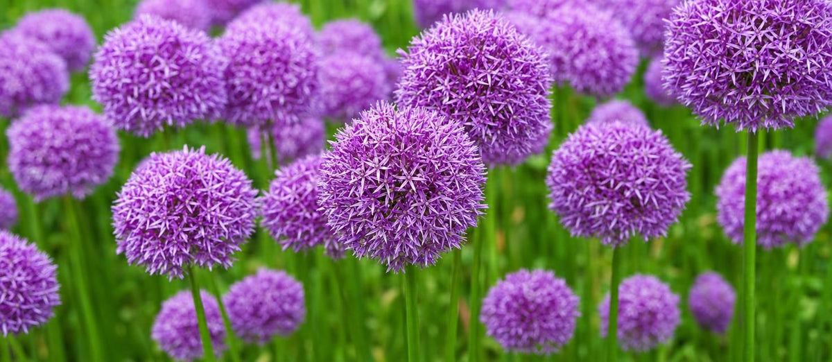 Allium: de perfecte bloembol voor lente en zomer