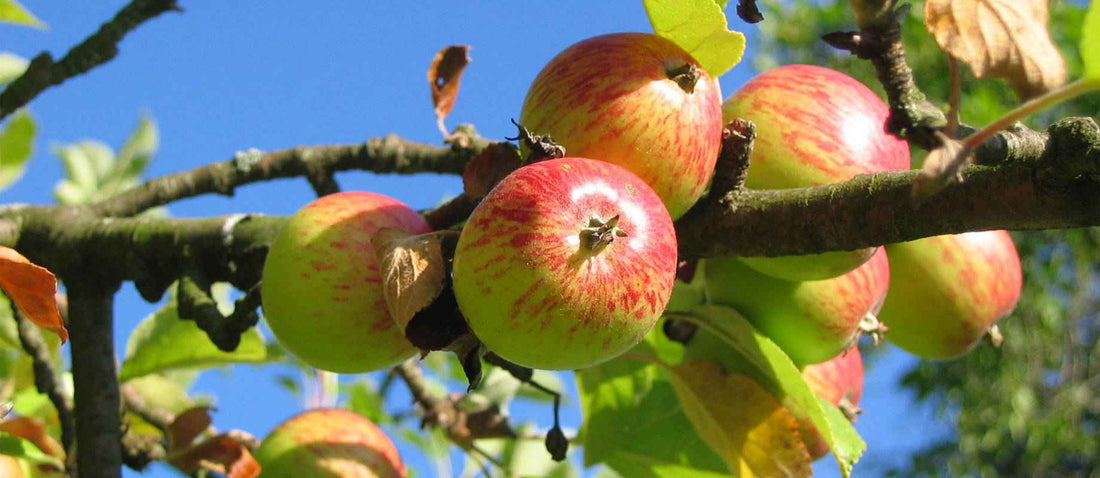 Snoeien de appelboom (Malus domestica)
