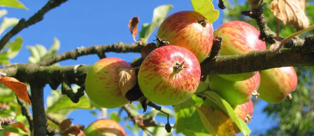 Snoeien de appelboom (Malus domestica)