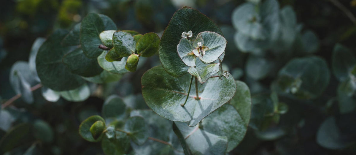 De Eucalyptus: multifunctionele plant en wondermiddel