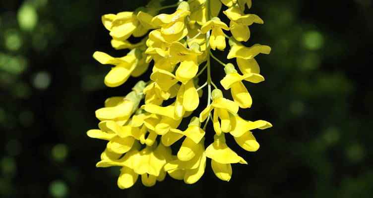 Snoeien de Goude regen (Laburnum)