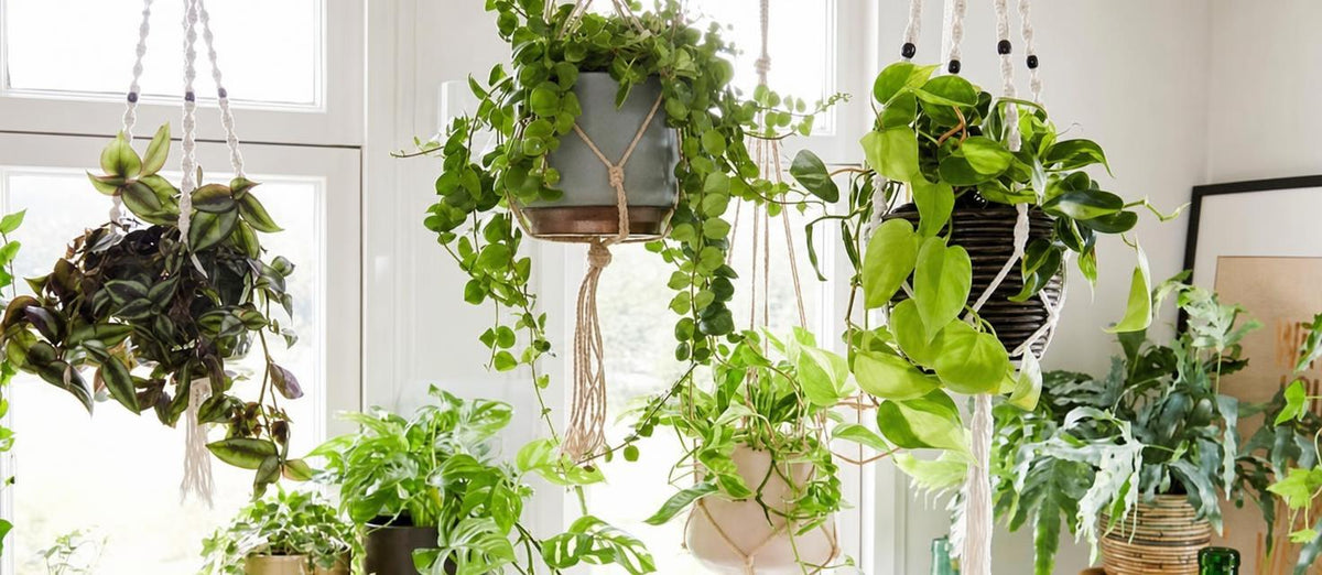 Hangplanten: hippe én handige groentrend