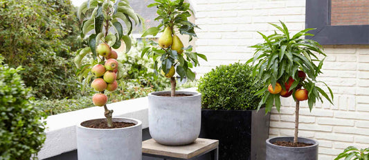 Fruit op het balkon of terras