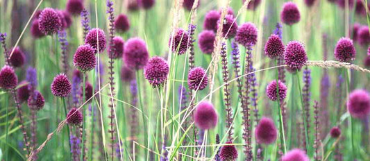 Een tuin vol Alliums