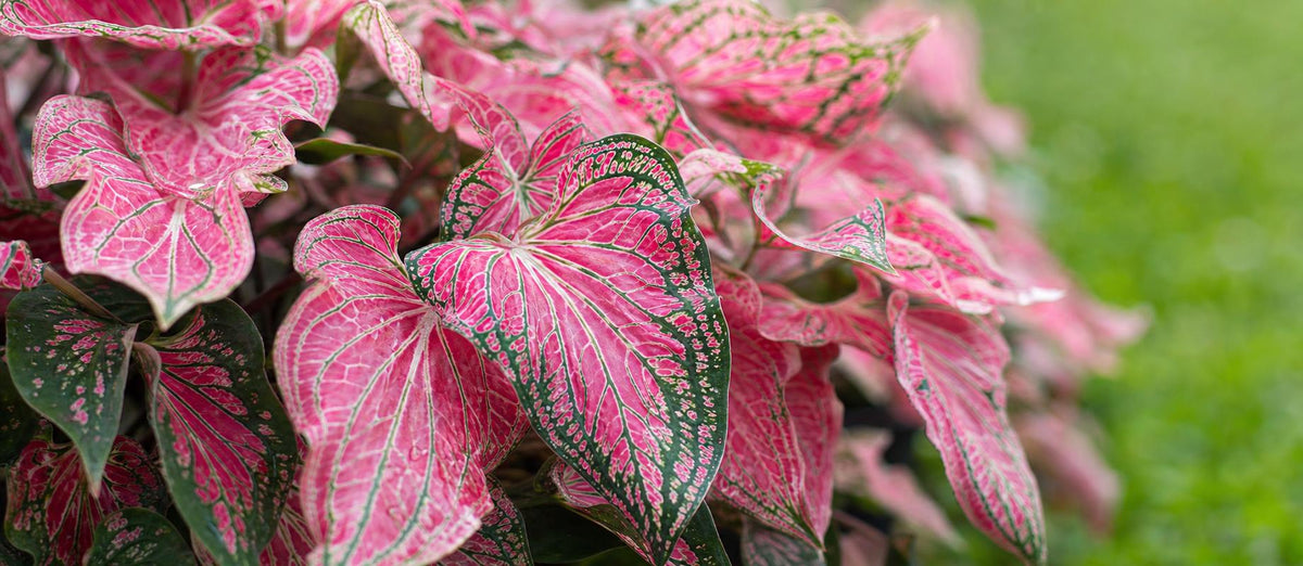 Alles wat je moet weten over de Caladium