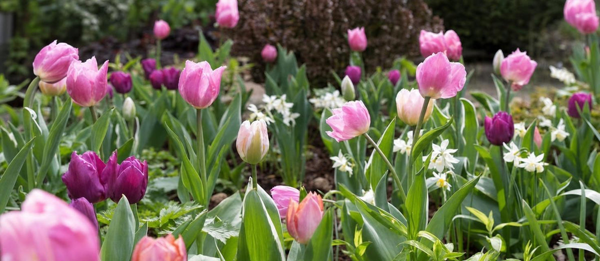 Bloembollen planten: tips & tricks