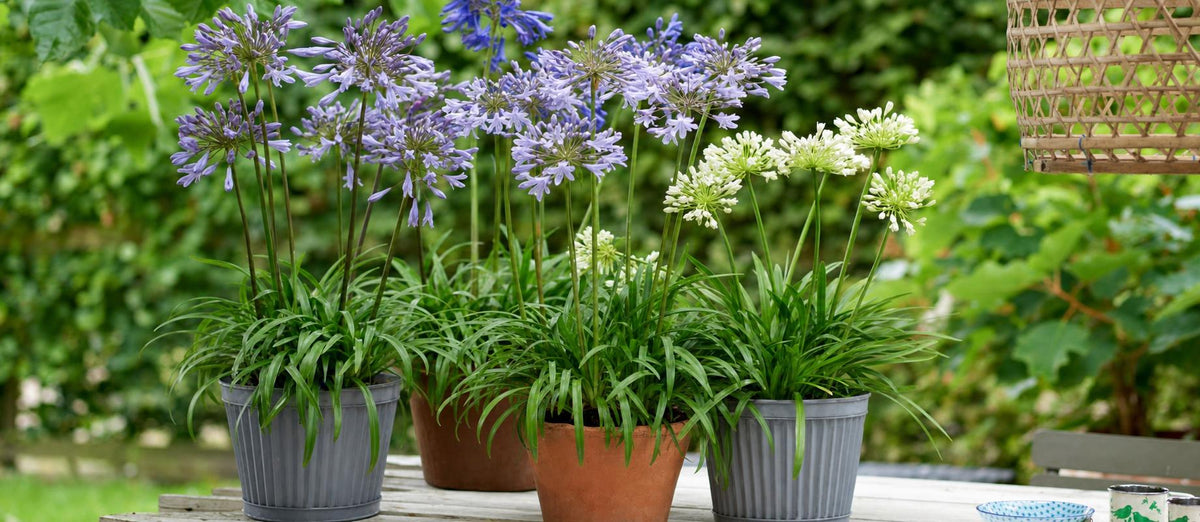 Agapanthus, de Afrikaanse lelie