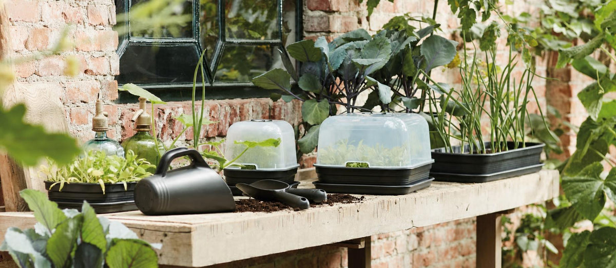 Voorzaaien: begin binnen met de moestuin voor een smaakvolle oogst