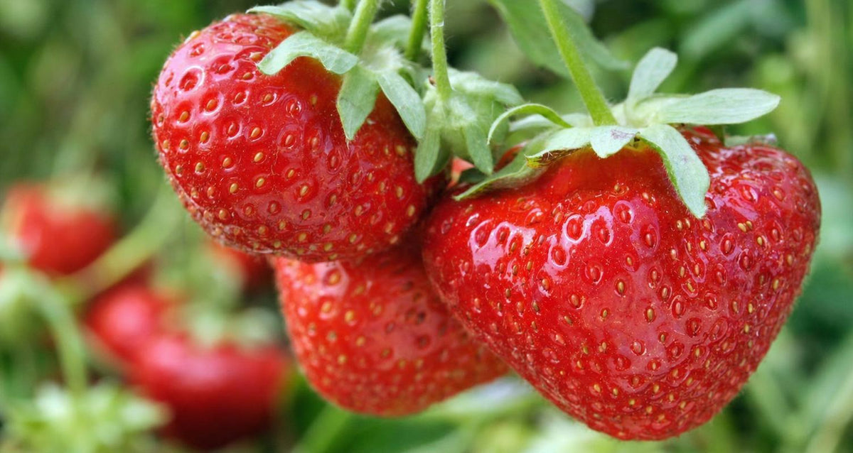 Aardbeientips