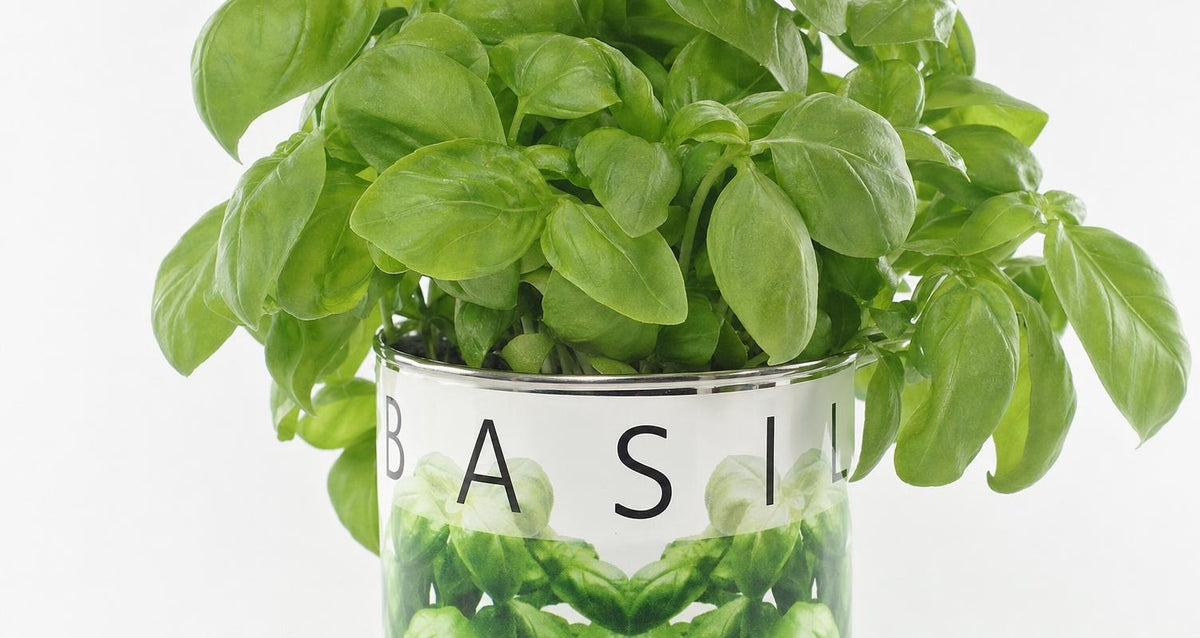 Basilicum