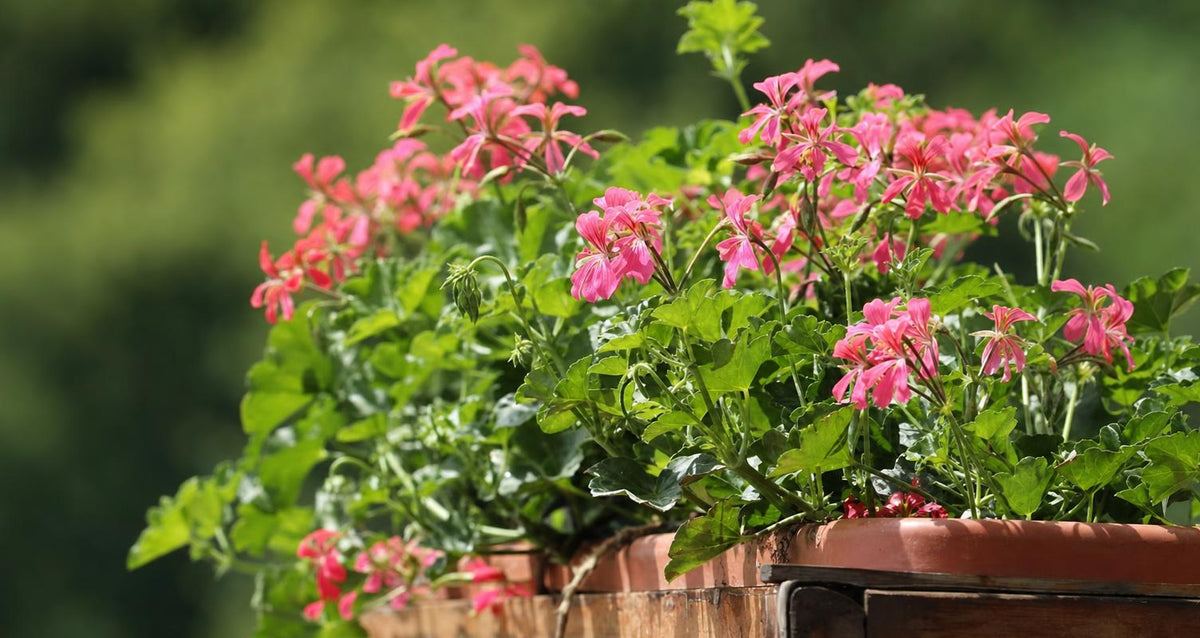 Vaste geraniums