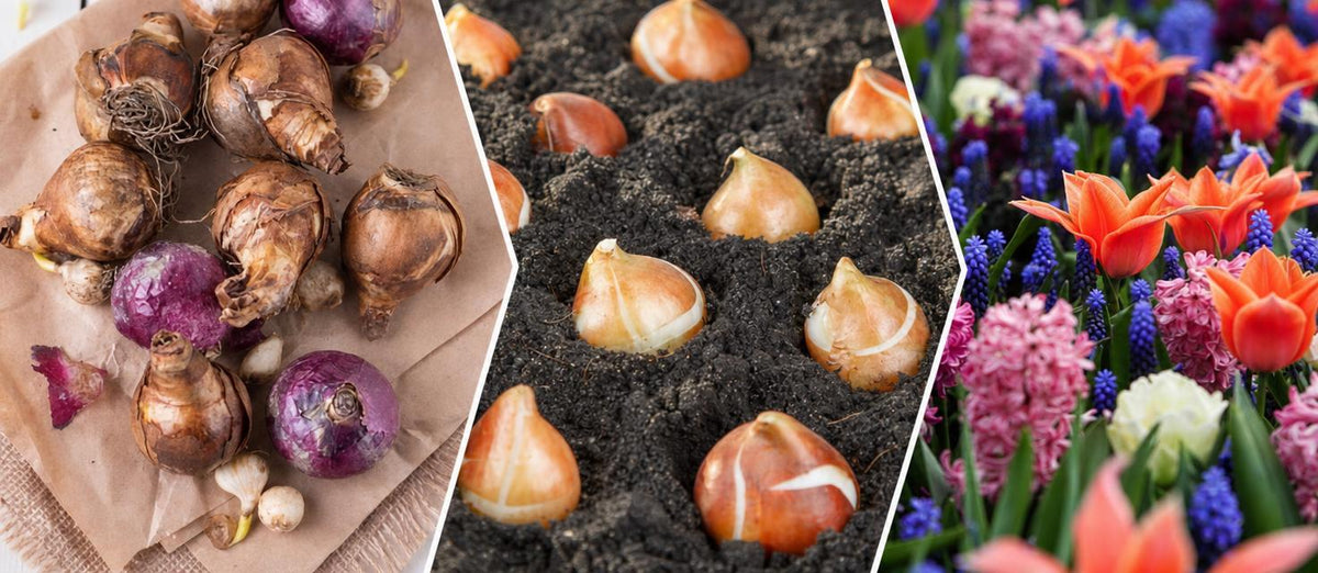Bloembollen planten, zo gepiept!