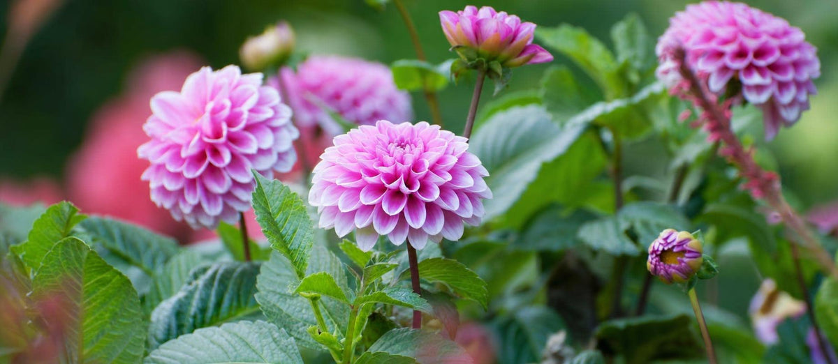 Dahlia's planten en verzorgen