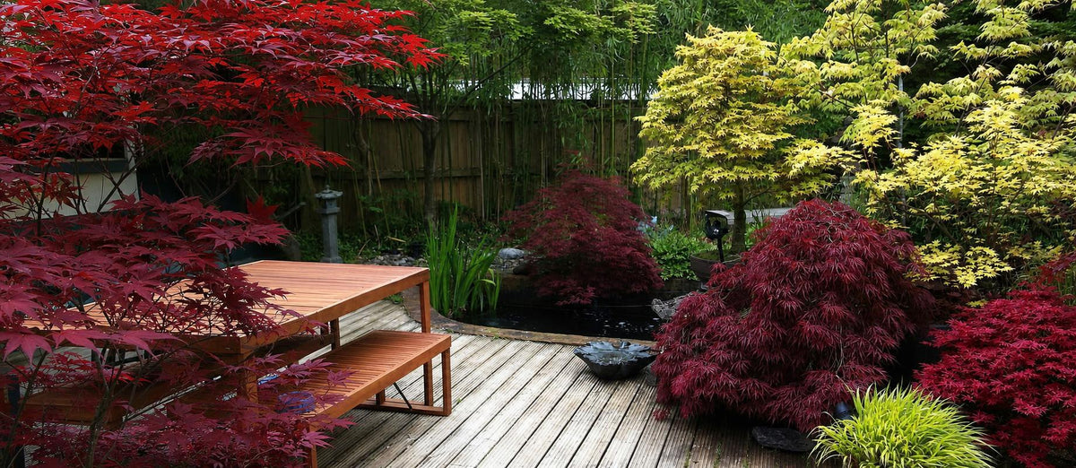 Is jouw tuin klaar voor een Indian Summer?