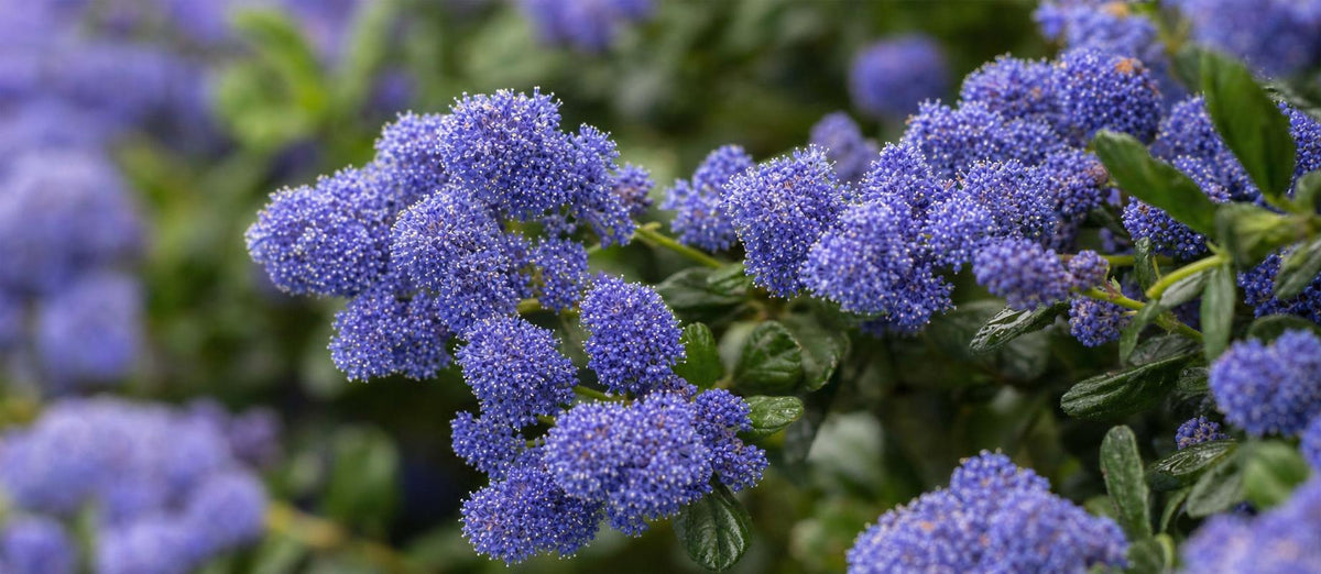 Snoeien de Amerikaanse sering (Ceanothus)