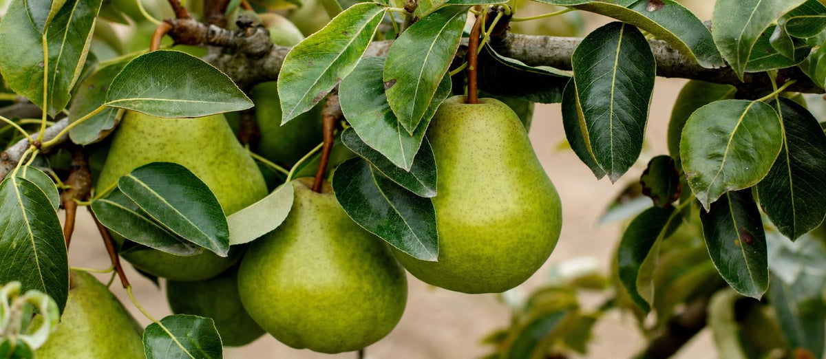 Snoeien de perenboom (Pyrus communis)