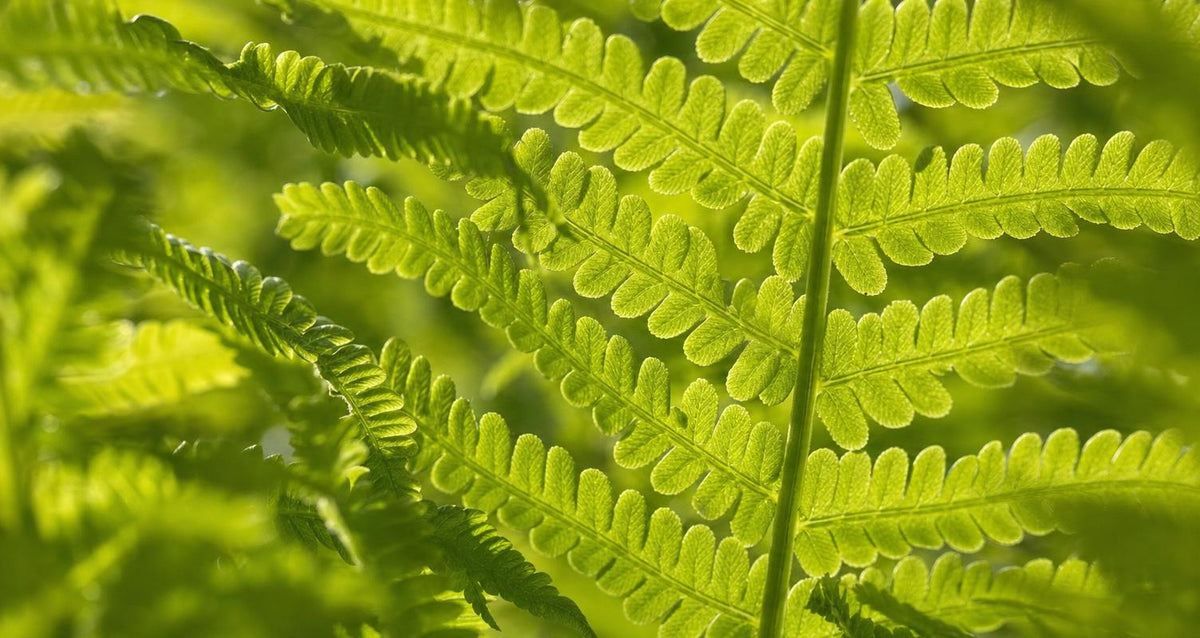 Varens voor een vleugje bos in de tuin