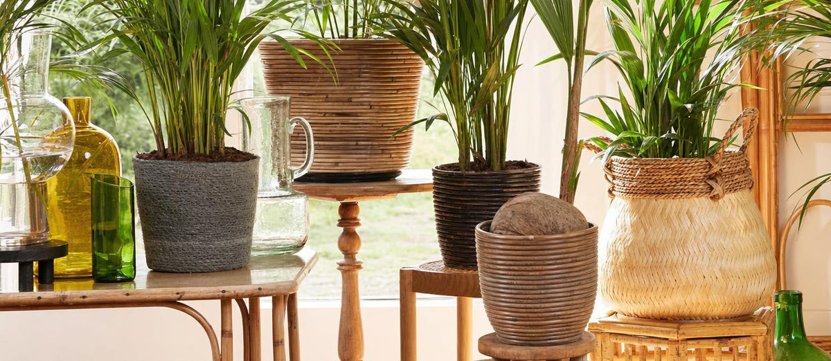 Botanische trend: planten in manden