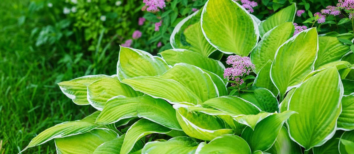 Plantenziektes, plagen en ongedierte in de tuin – Voorkomen en oplossen