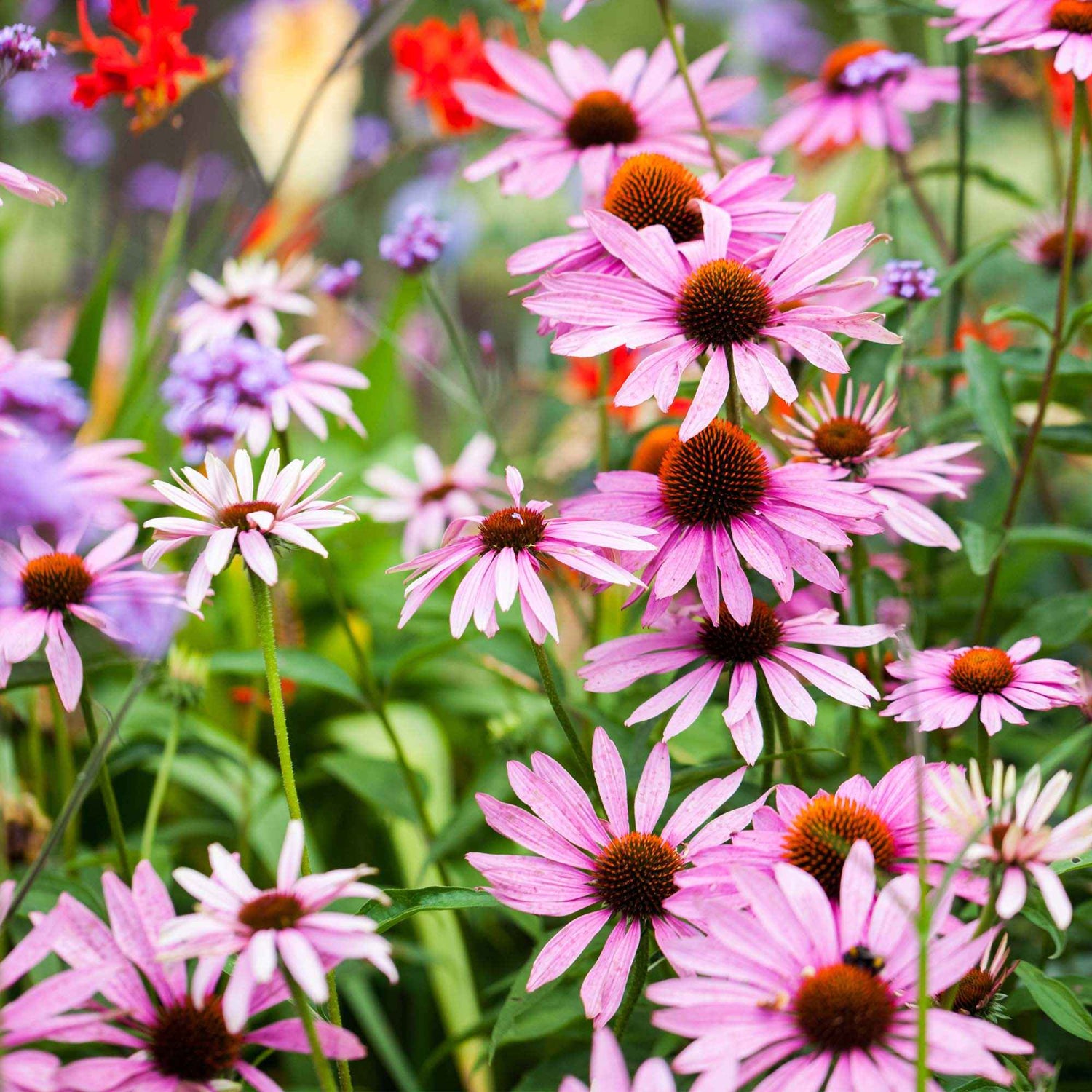 Buphthalmum grandiflorum - Grootbloemige buphthalme