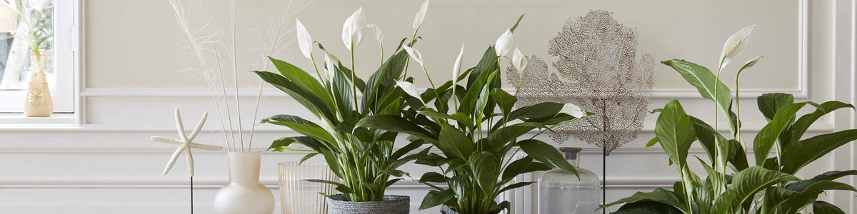 Lepelplant