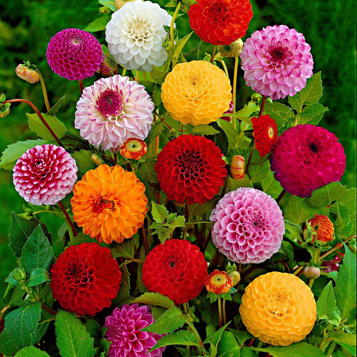 Bessera speciosa - Prachtige bessera