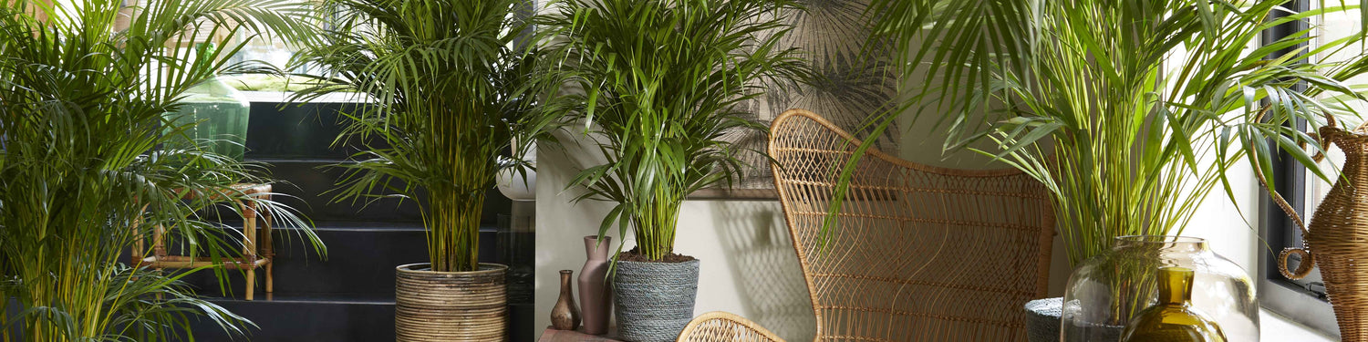 Arecapalm