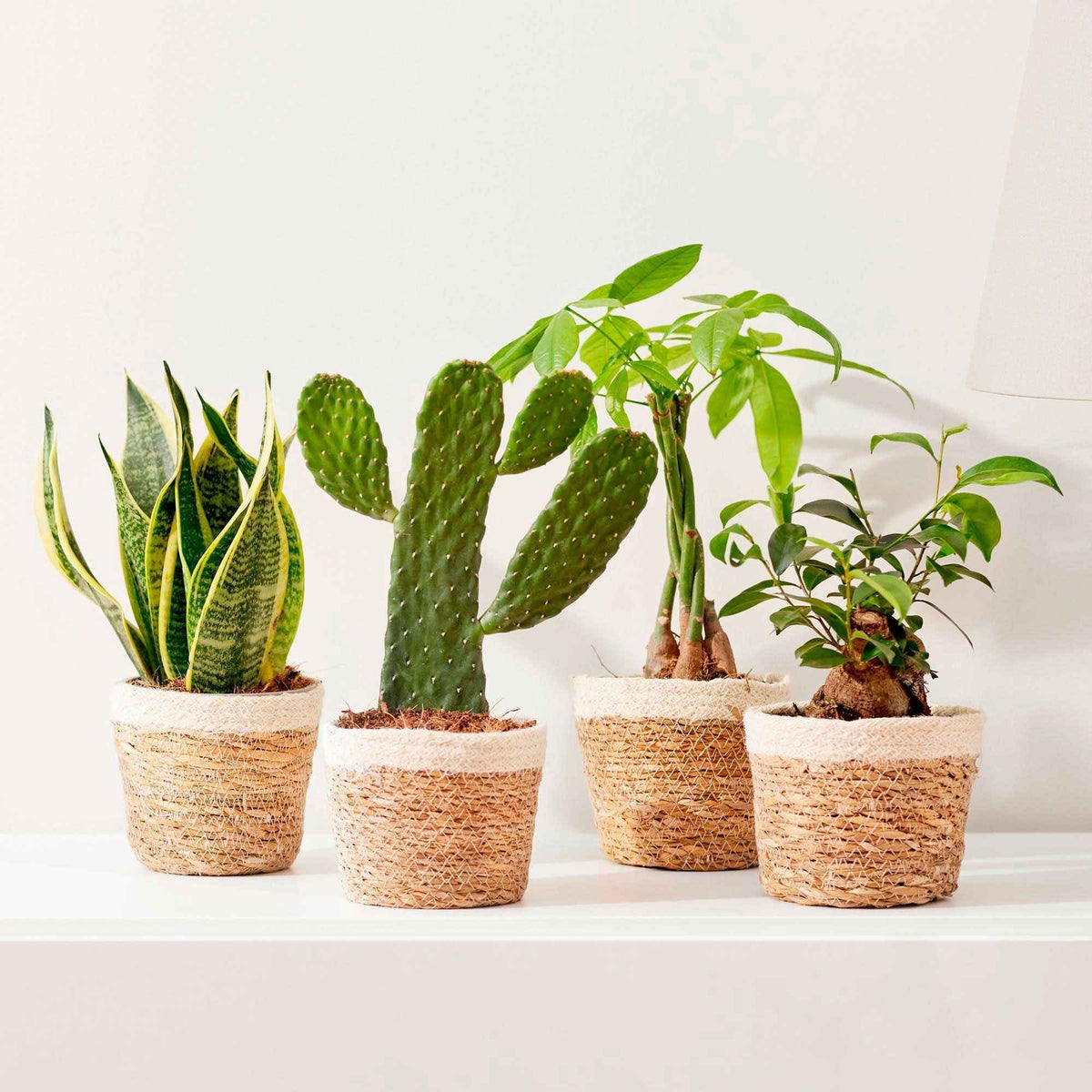 Kamerplanten met potten