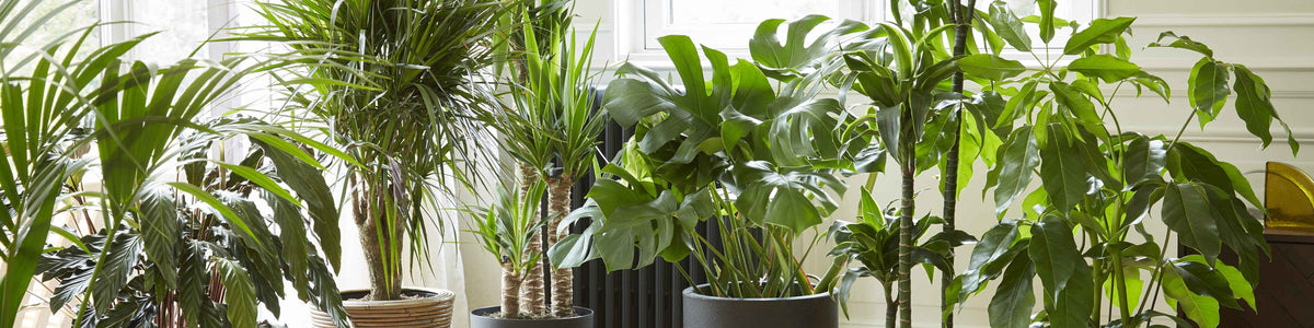 Grote kamerplanten