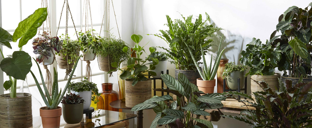 Binnenplanten in sierpot