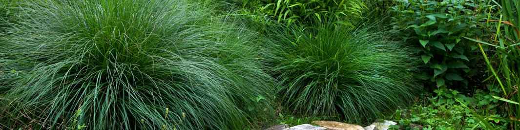 Calamagrostis arundinacea - Rietstruisriet