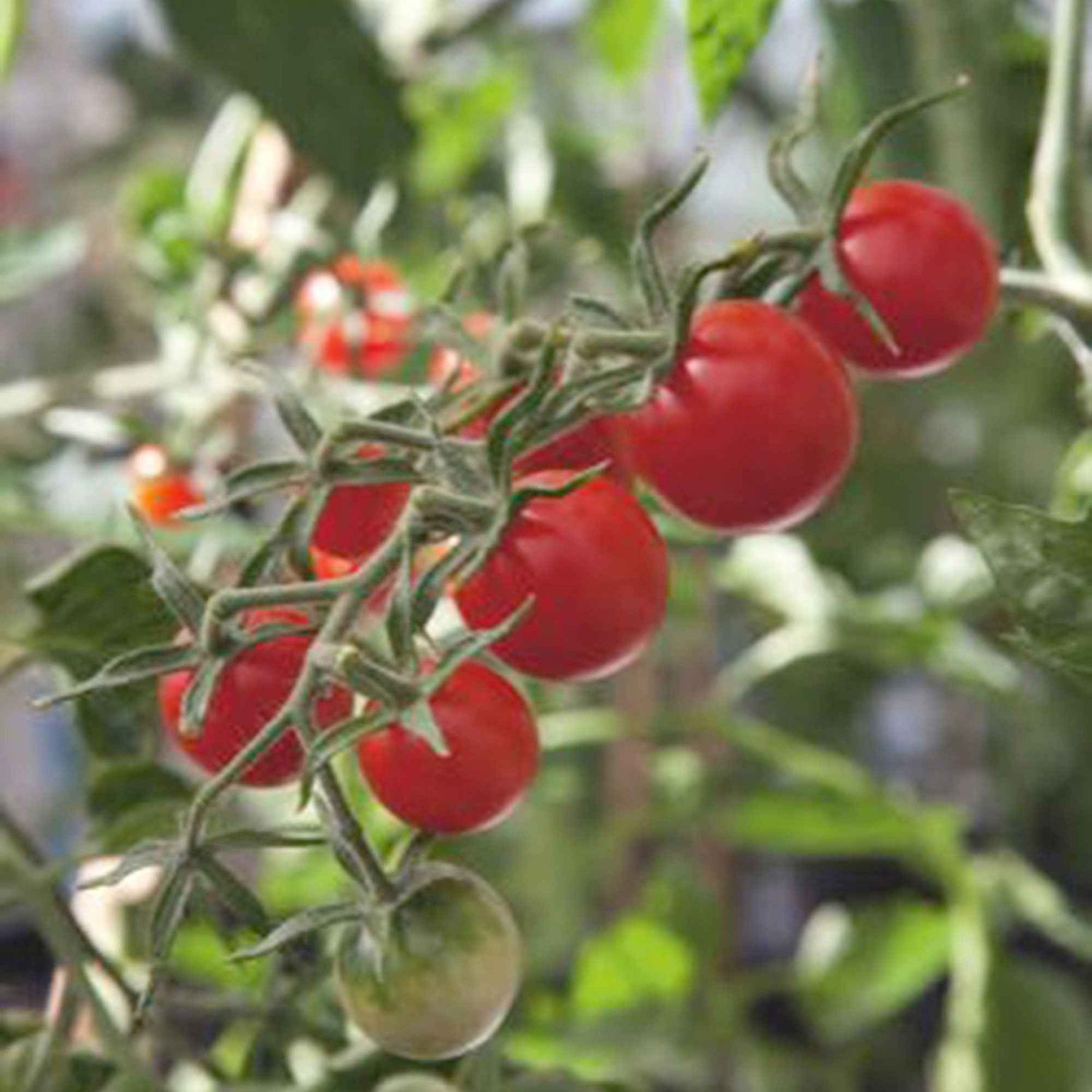 Beta vulgaris - Gewone biet