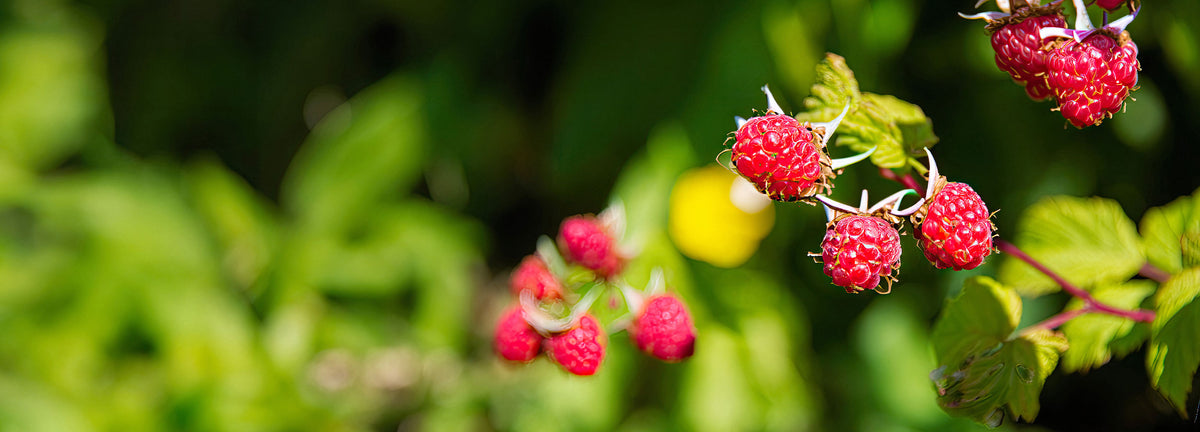 Fruitbomen voor de tuin