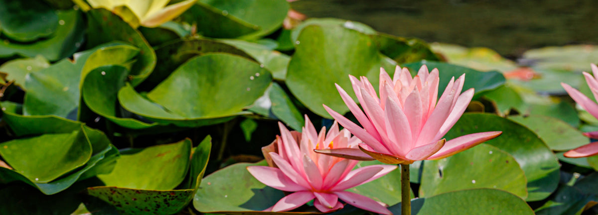 Vijverplanten
