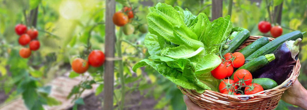 Moestuin