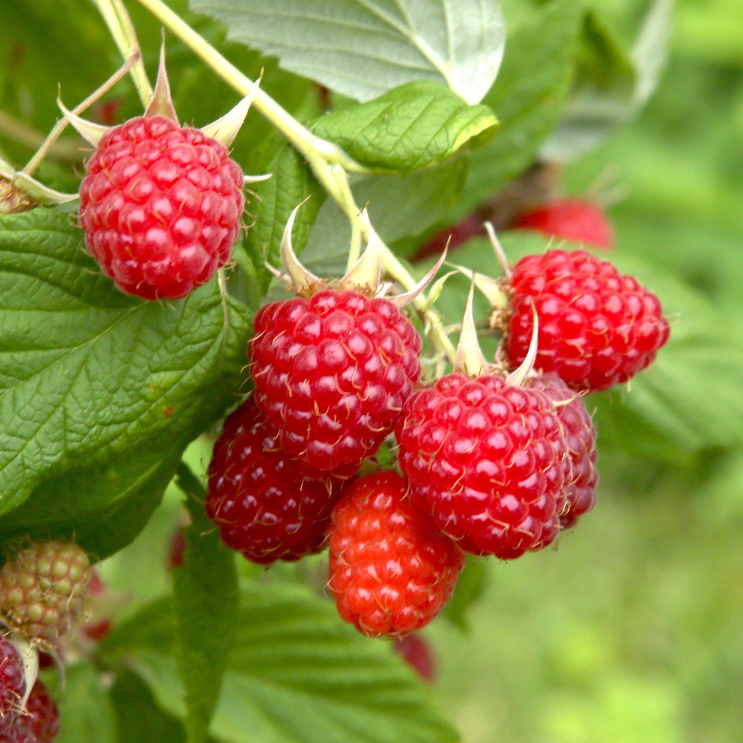 Aronia - Appelbes