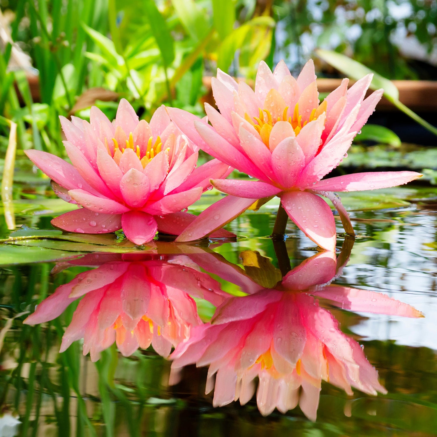Caltha novae-zelandiae - Nieuw-Zeelandse boterbloem