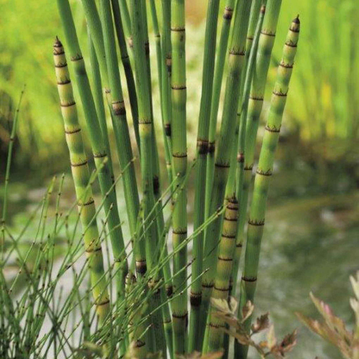 Waterplanten voor vijvers