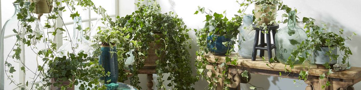 Hedera - Klimop