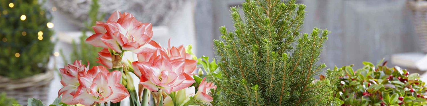 Amaryllis sarniensis - Sarnische amaryllis