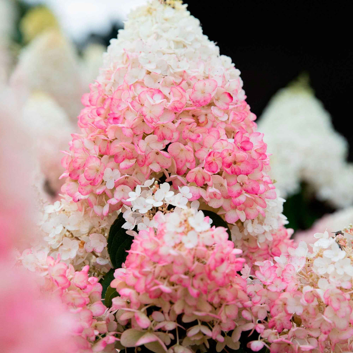 Berg-hortensia - Hydrangea serrata
