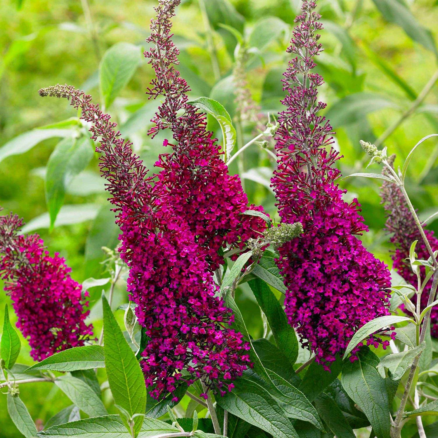 Callicarpa shikokiana - Shikoku parelbes