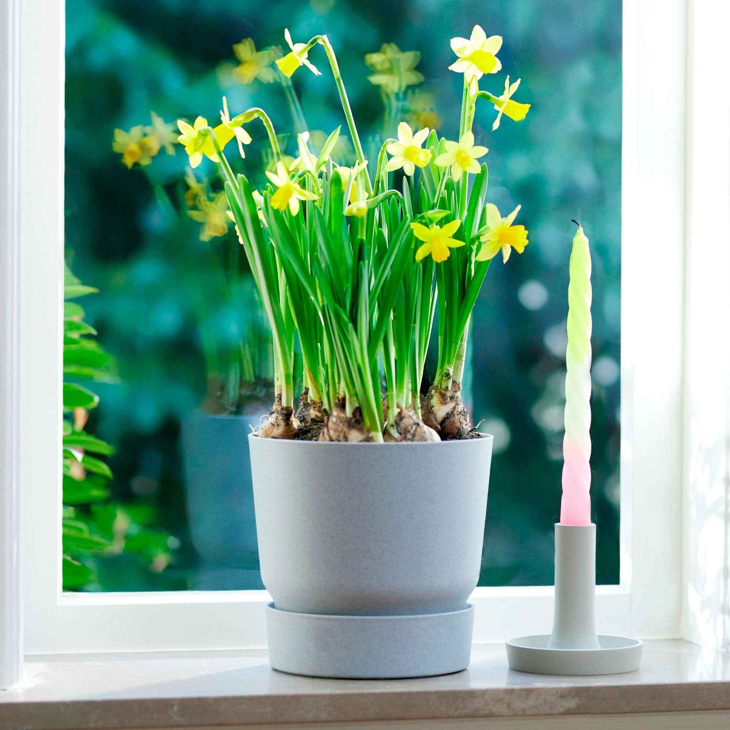 Bletilla hyacinthina - Hyacintachtige hyacintorchidee