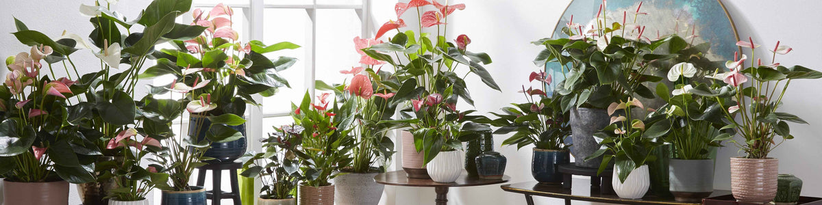 Flamingoplant - Anthurium