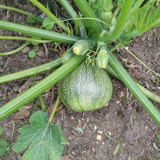 Ronde courgette - Bakker