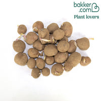 Aardappel 'Désirée'