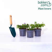 Verbeninoedega Collecolle ectie (x3)