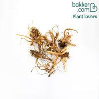 Lupine 'Hybrid Russell' (x5)